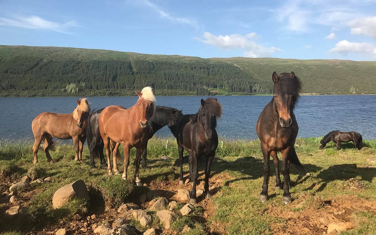 Chevaux islandais de Viking Horses