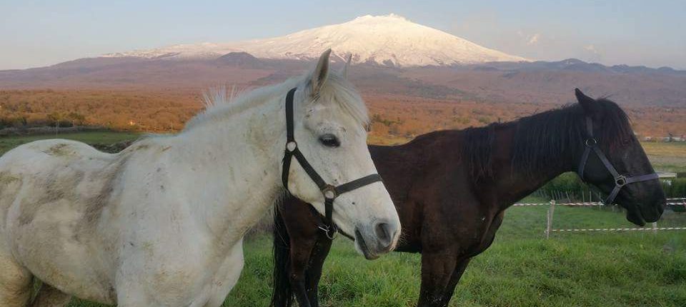 Caballos de Sicily Horse Riding