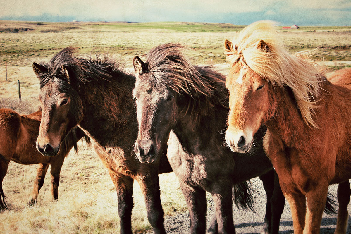 Icelandic horses