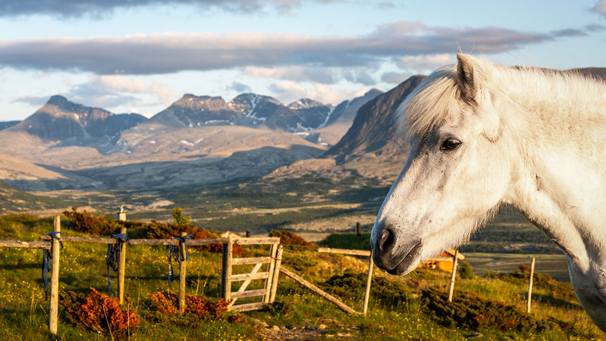 horse and mountains