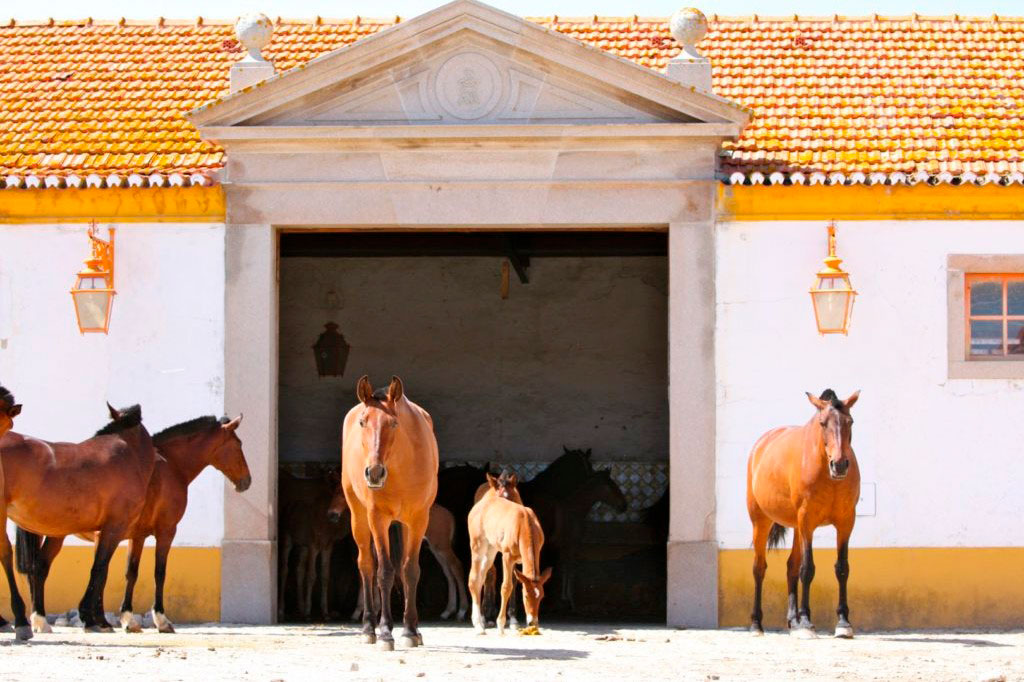 Granja nacional sementales lusitanos