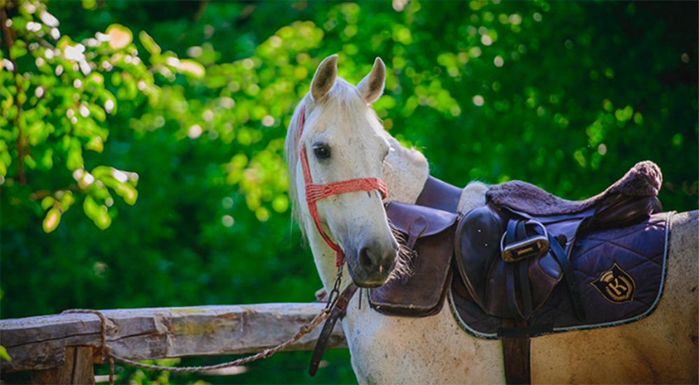 Cheval Kalnoky en Roumanie