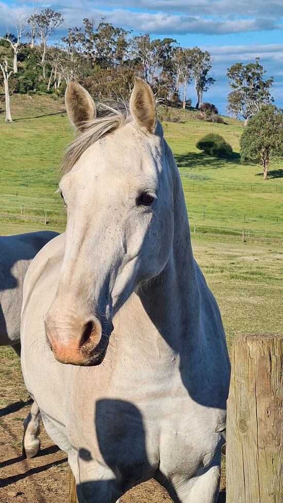 Australian Horse Adventures Pferd