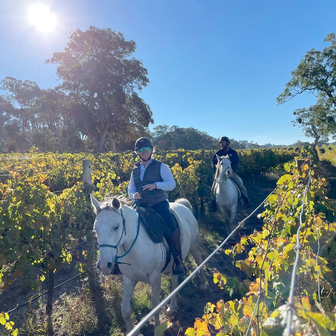 Abenteuertour in Stanley - Australian Horse