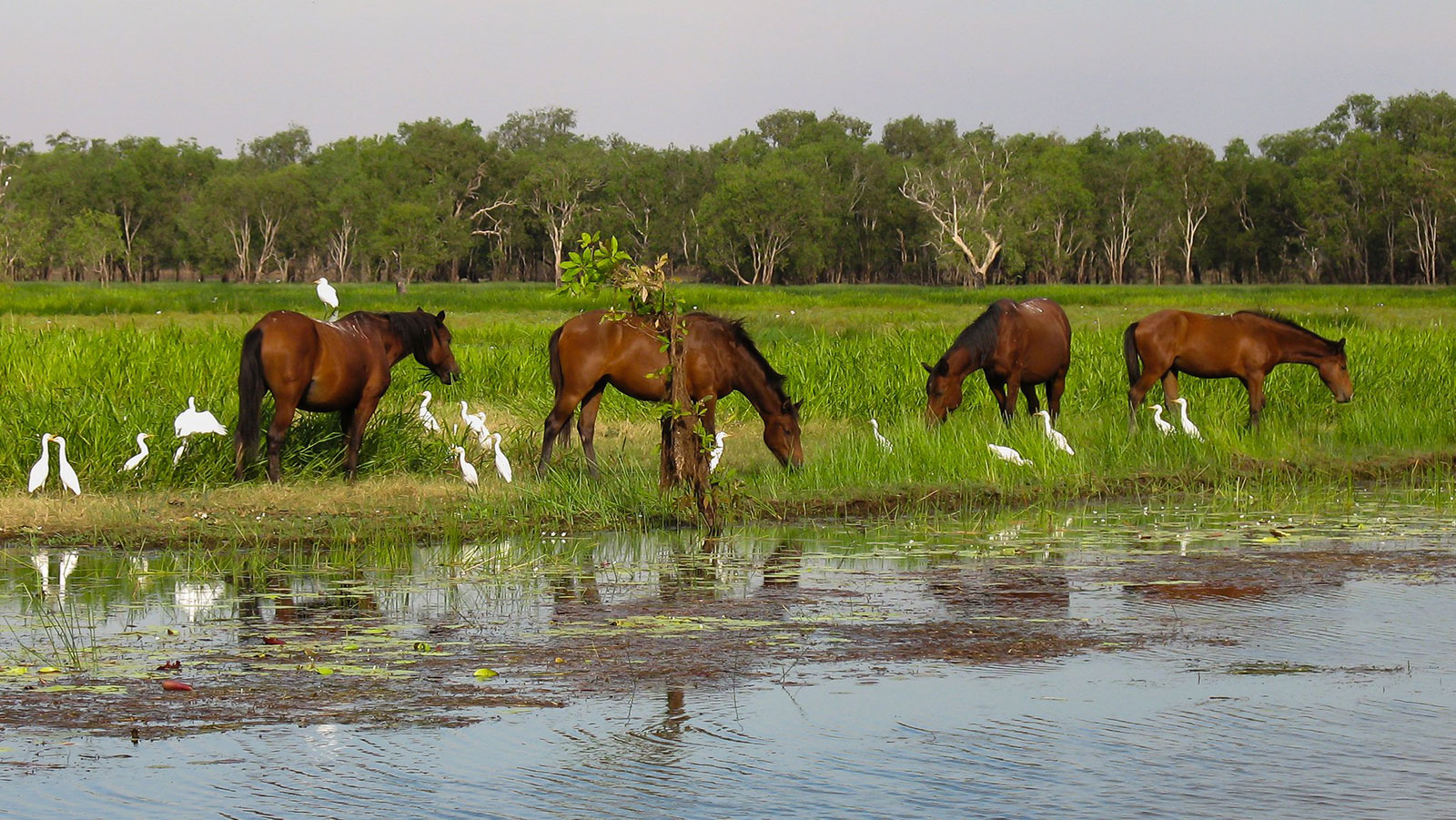 Brumby Horses Australien