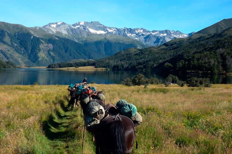 Alpine Horse Safaris in New Zealand