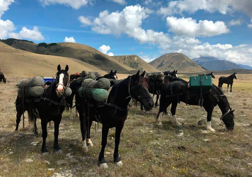Horses with equipment for the expedition
