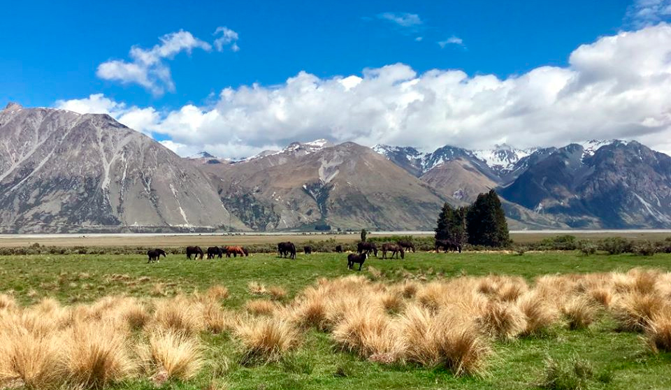 Horseback expedition in New Zealand