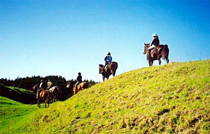 Kaipara Horse riding tour