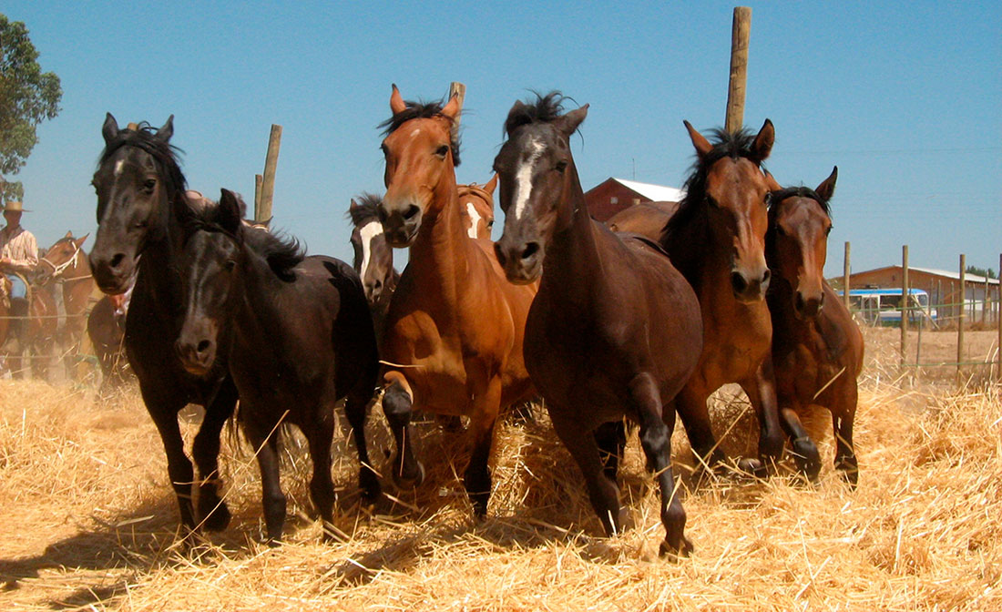 chevaux chiliens