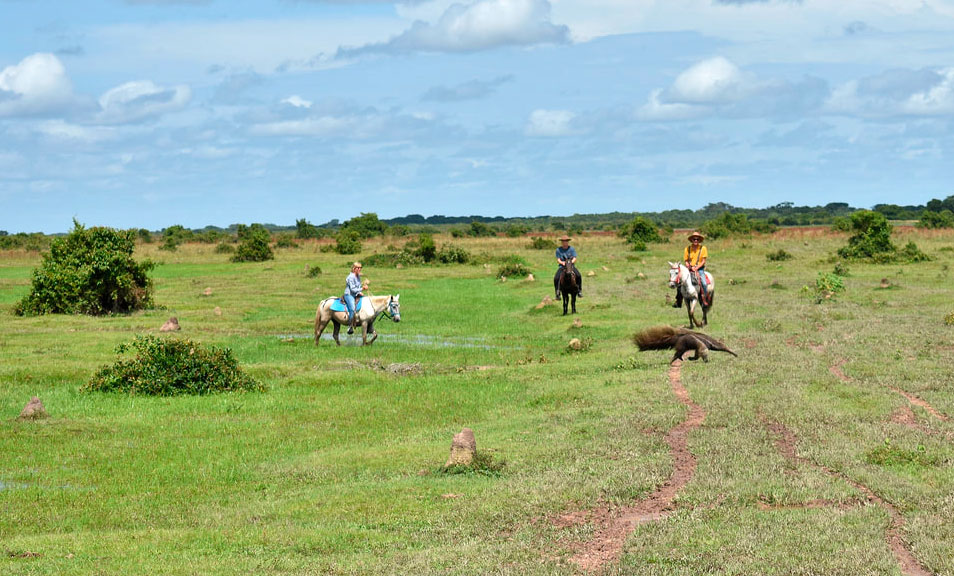 fauna silvestre durante la ruta