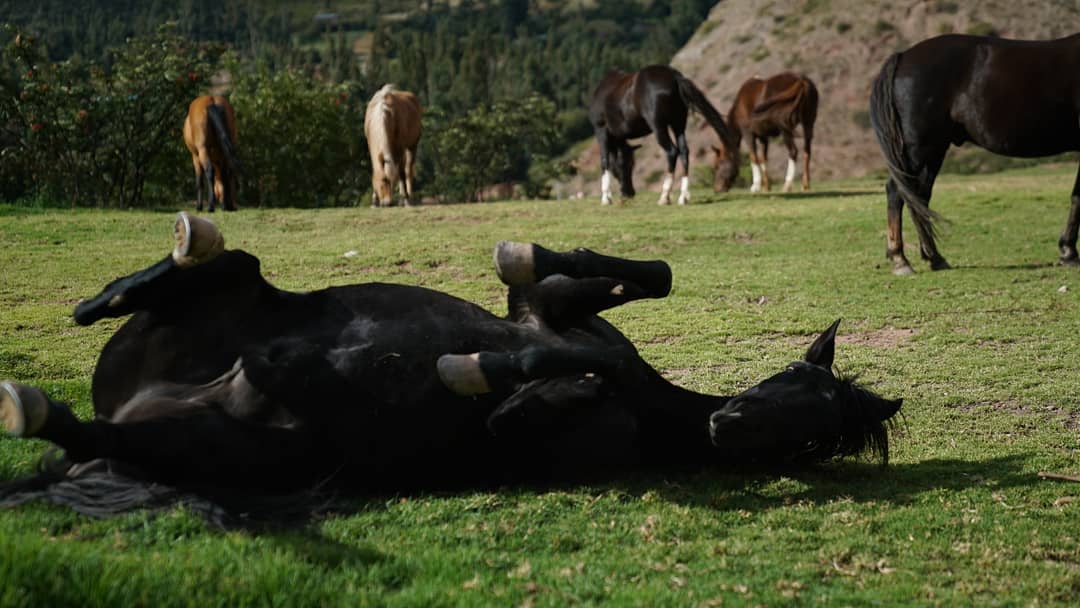 Caballos felices