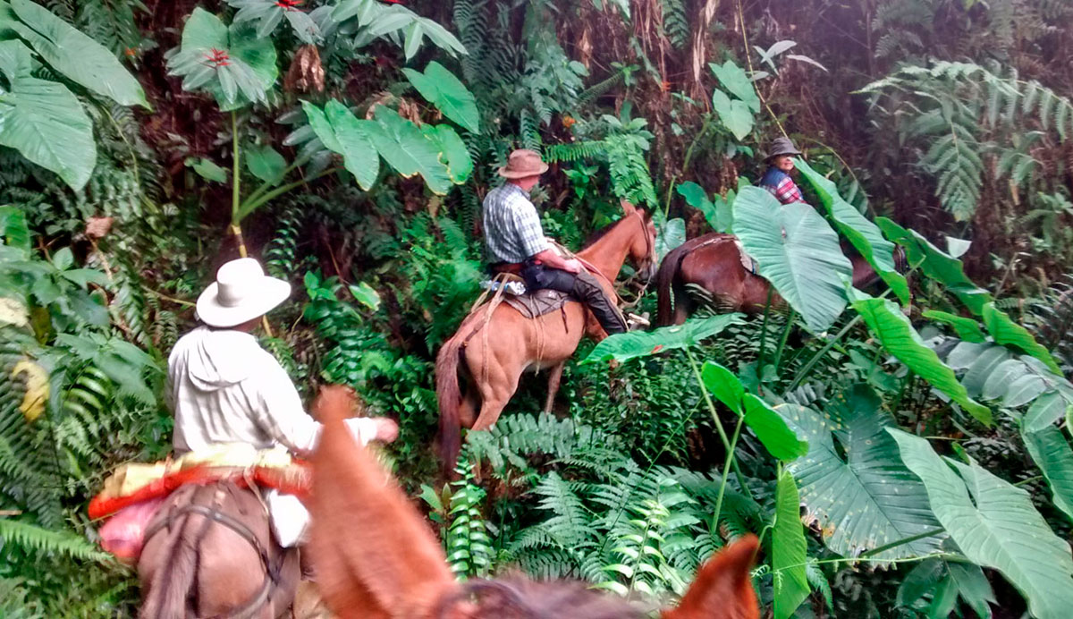 Jungle horseback rides