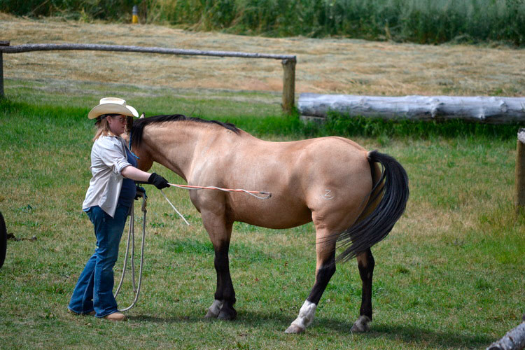 Natürliches Reiten Rocking Z Guest Ranch