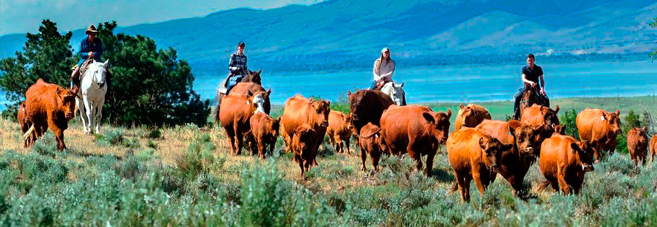 Hidden Hollow hideaway Cattle in Montana