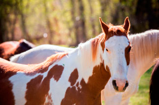 Caballo Mustang en Rocking Z Ranch