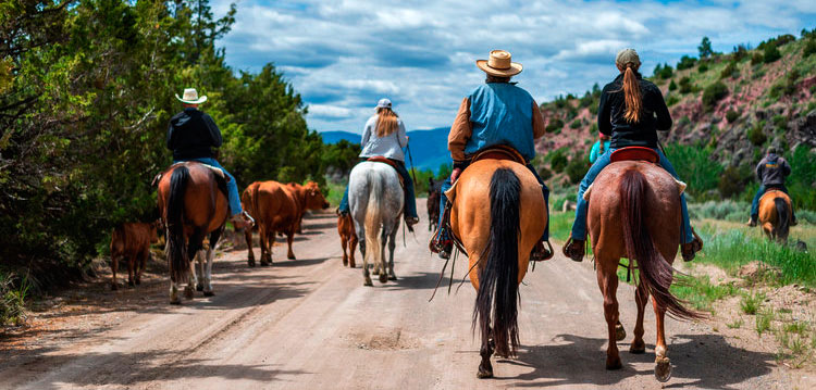 Horse riding with Hidden Hollow Hideaway