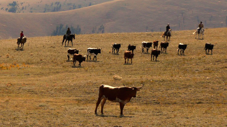 Arbeiten mit Vieh in Rocking Z Ranch