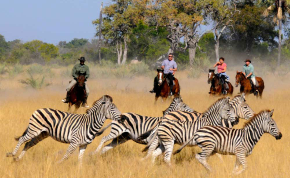 Riding between zebras
