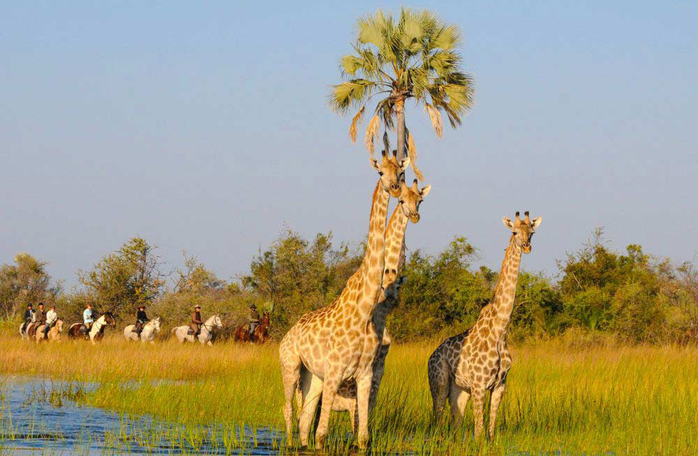 Regarder les girafes