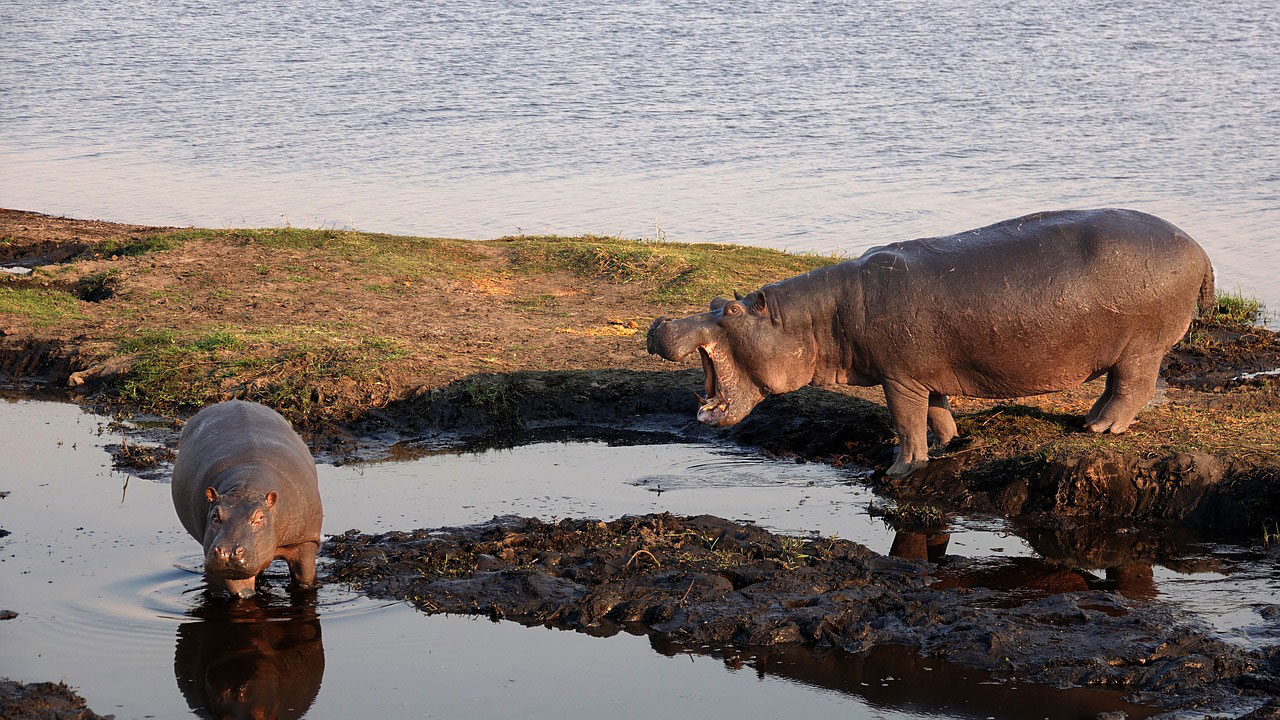 Hippos