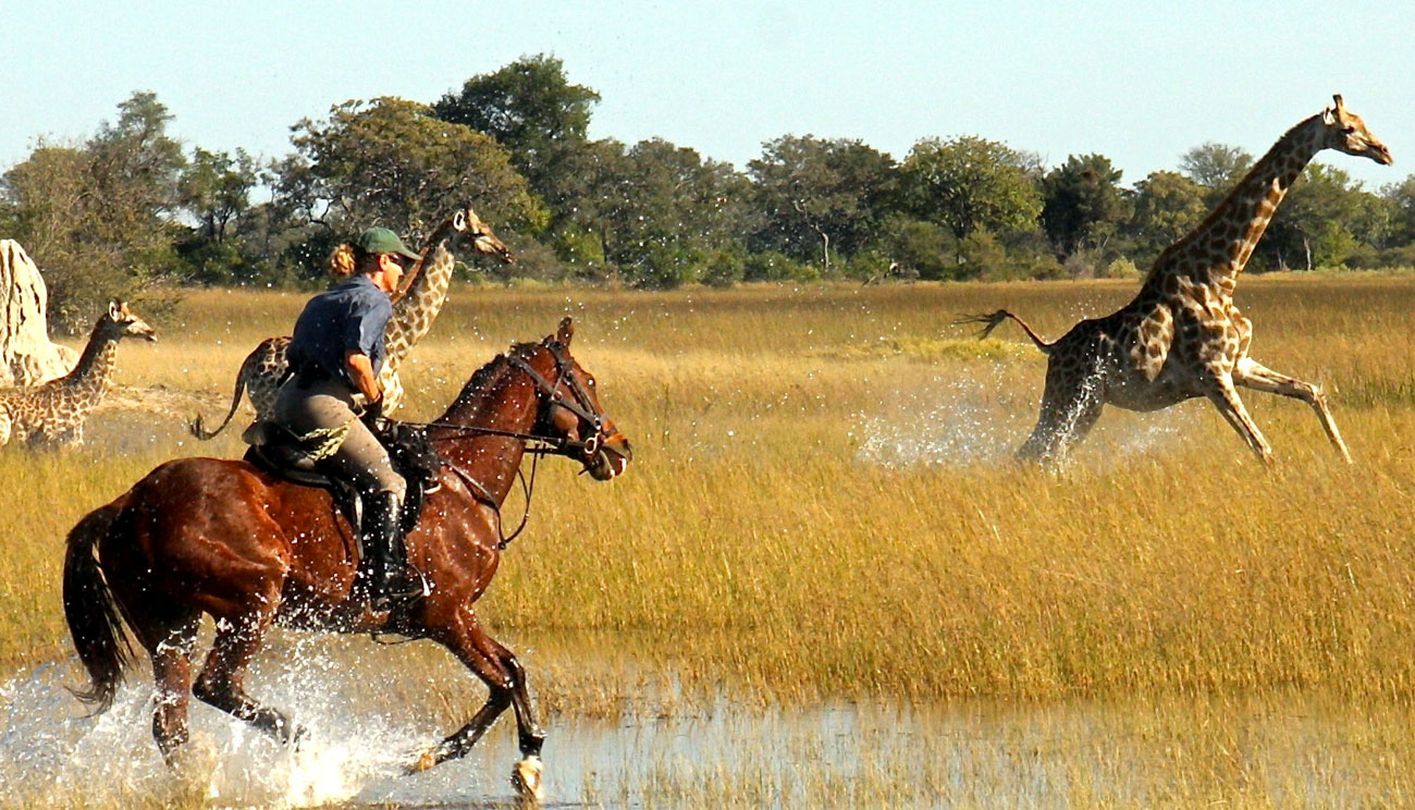 Riding between giraffes