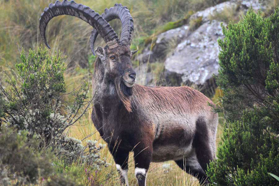 Walia Ibex