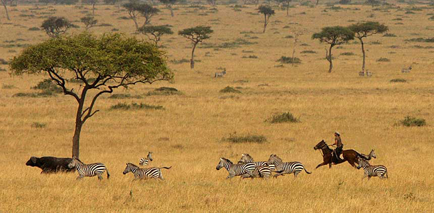 Riding between the zebras and the buffalo