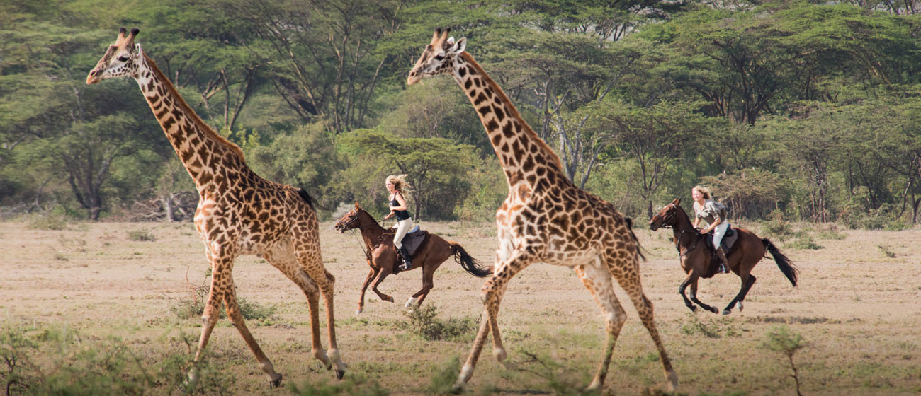 Riding between giraffes