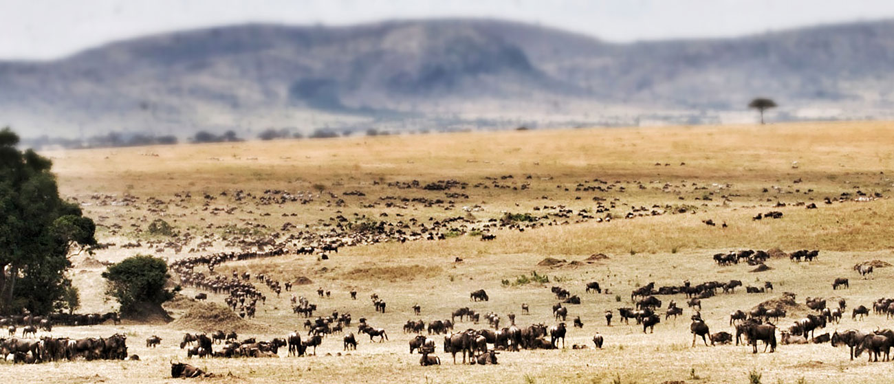 Wildebeest herd