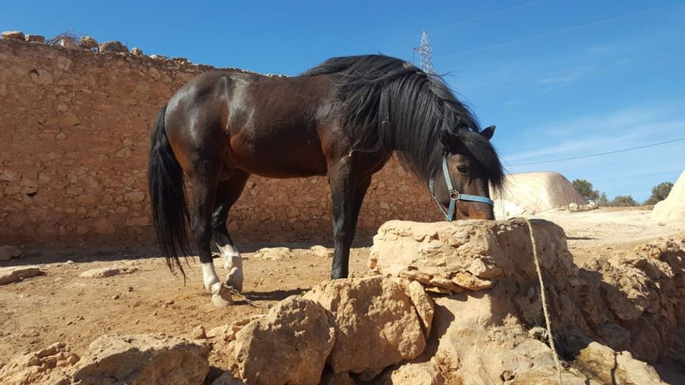 Ramsès (cheval de barbier arabe)