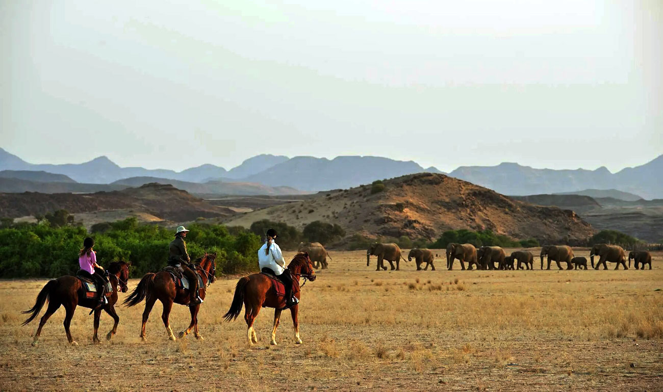 Encounter with elephants