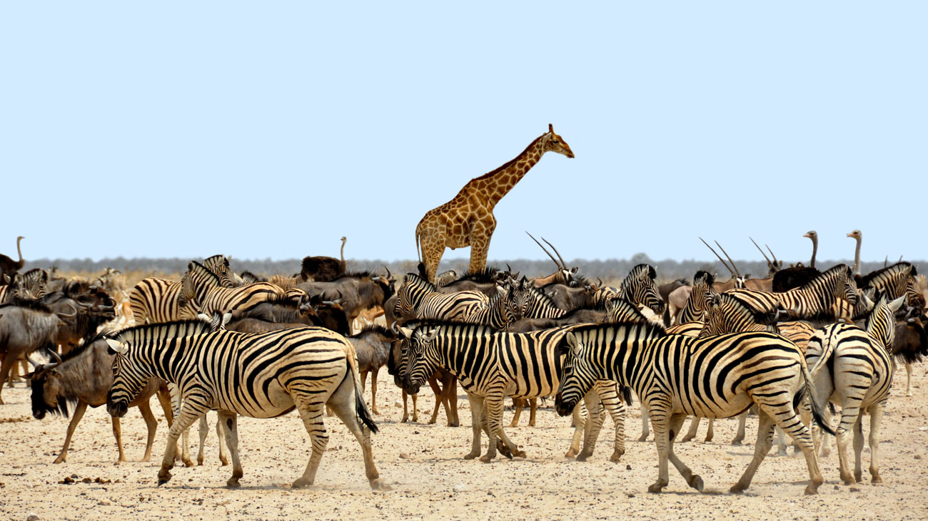 Faune Namibia