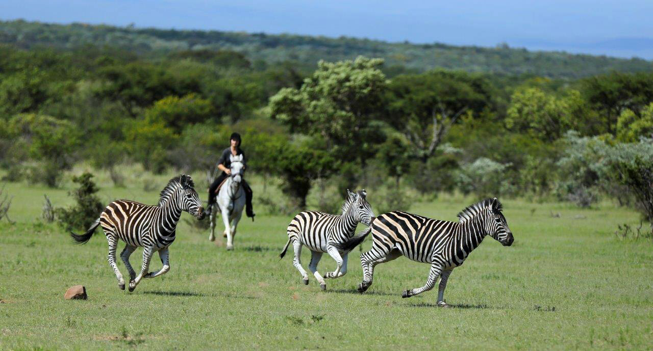Riding between zebras