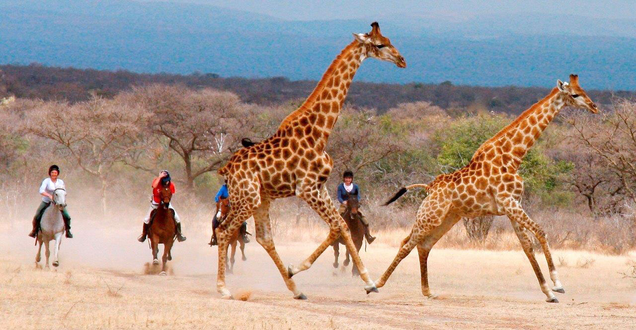 Riding between giraffes