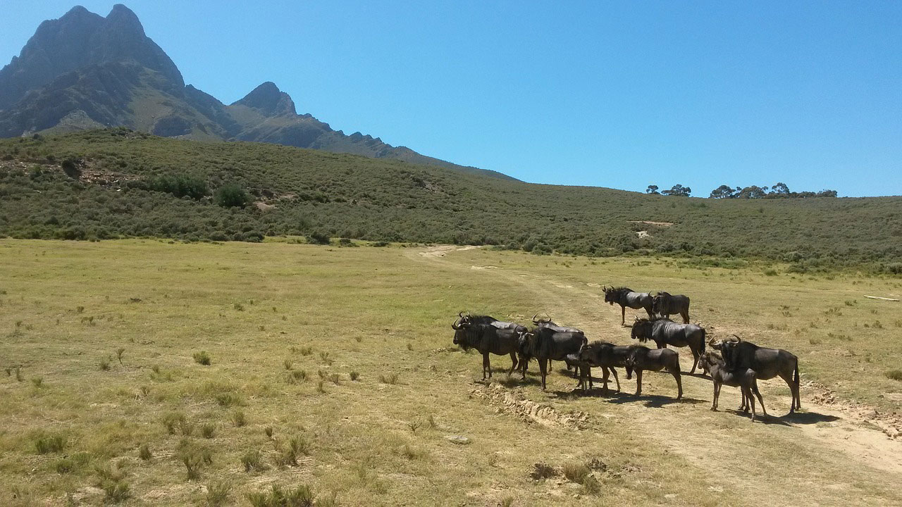 Antelope South Africa