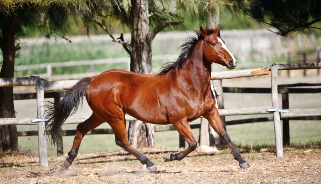 Horse Cape Winelands