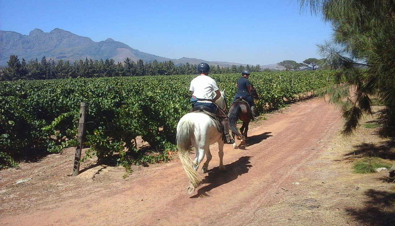 Horseback ride through vineyards