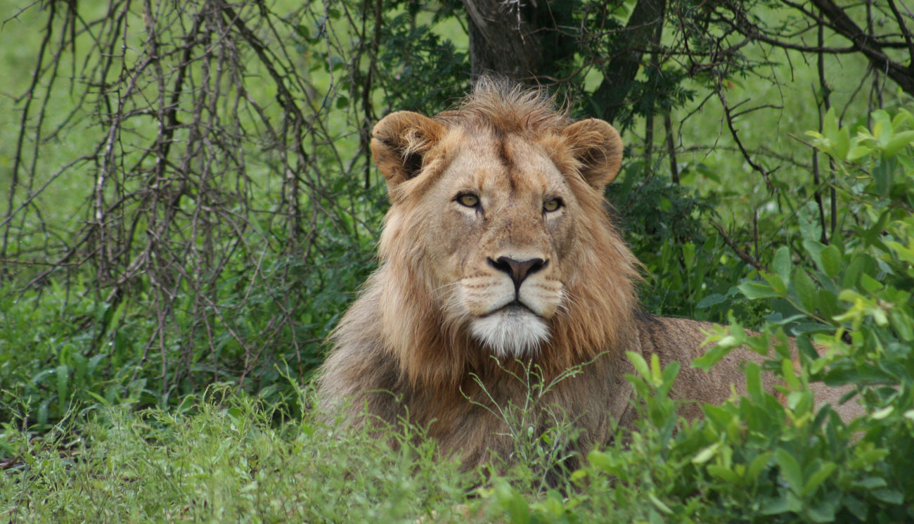 Lion in the Kruger National Park