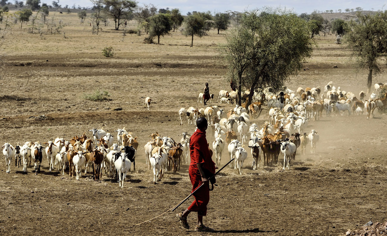 Masai s'occupant des chèvres