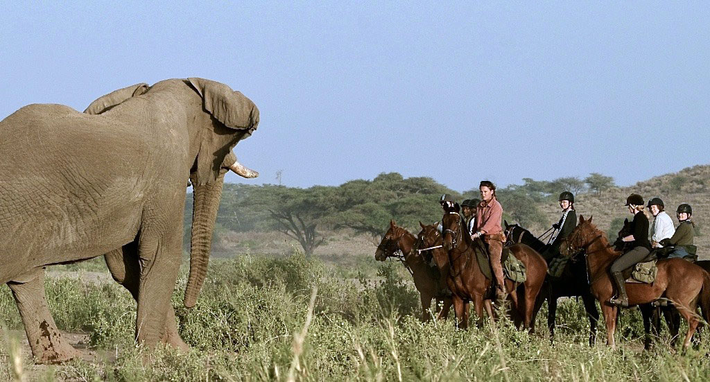 Regarder l'éléphant