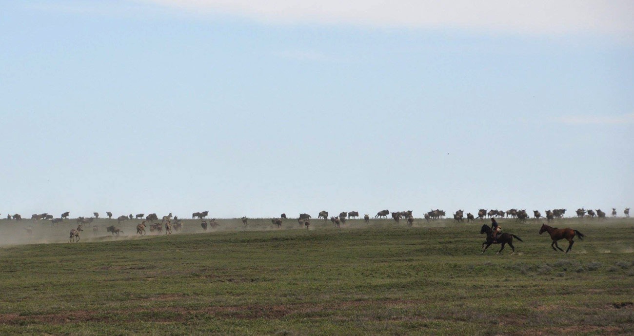 Riding the Wildebeest Migration