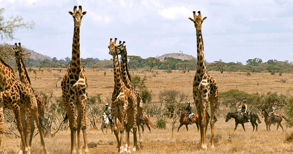 Girafes dans le désert de l'Ouest