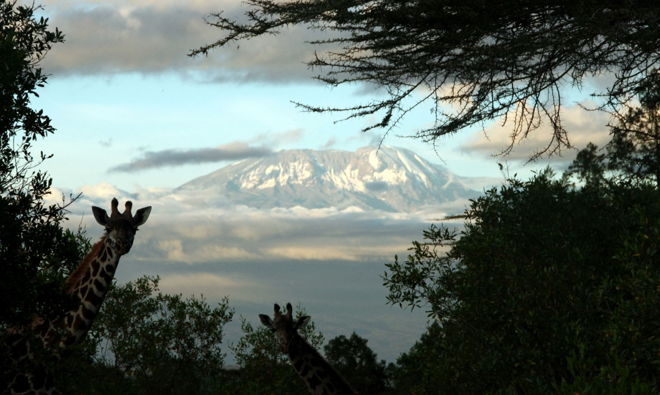 Kilimanjaro