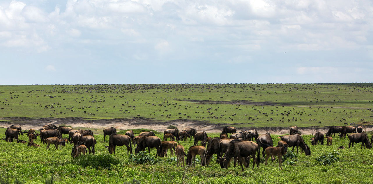 Zone de conservation de Ngorongoro