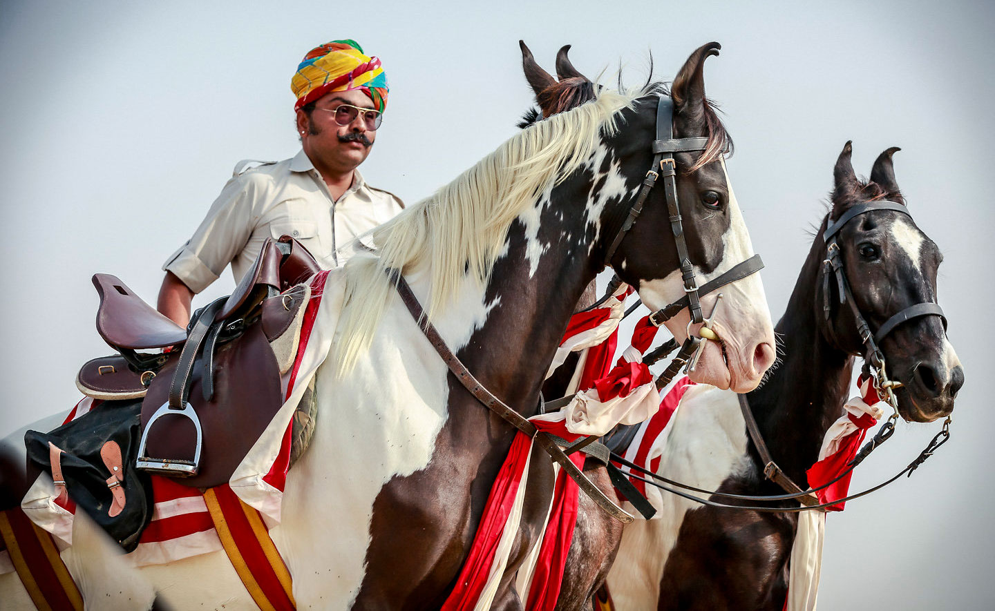 Marwari horse in India