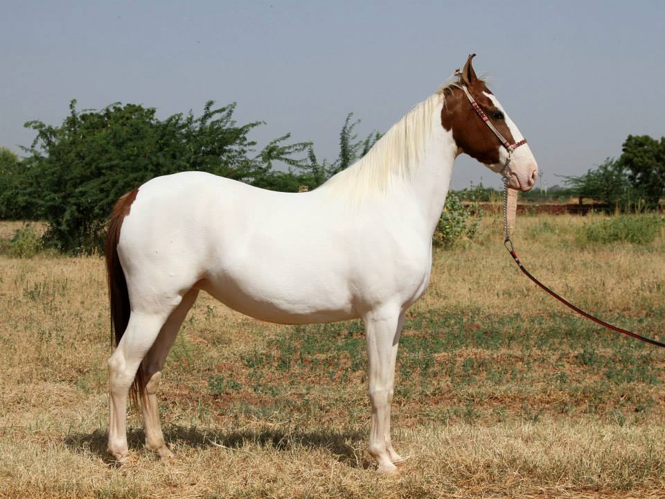 Le cheval Marwari