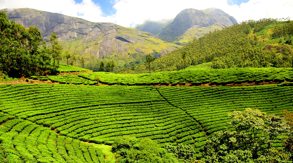 Plantation de thé