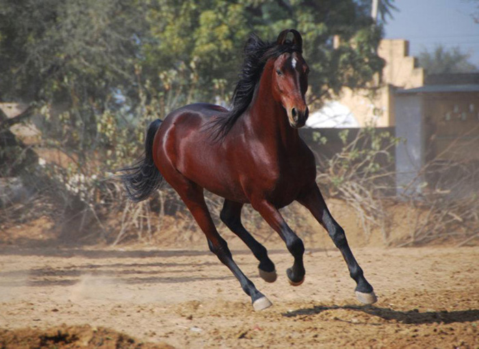 cheval marwari noir