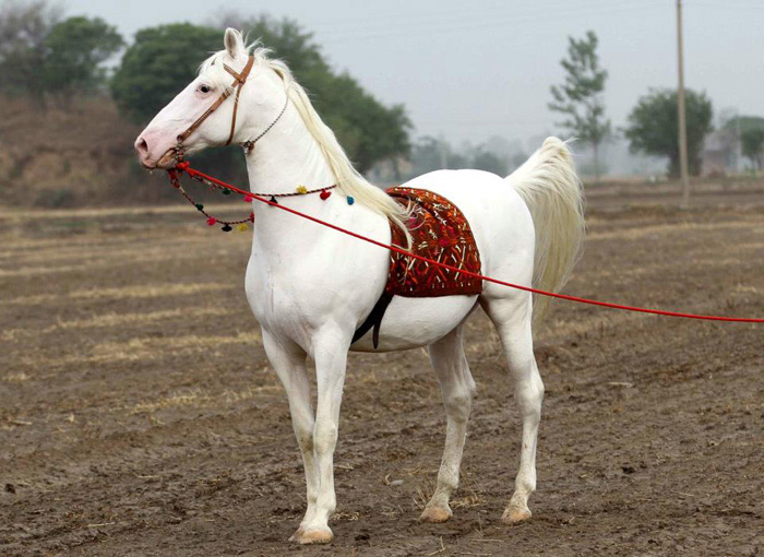 cheval marwari blanc